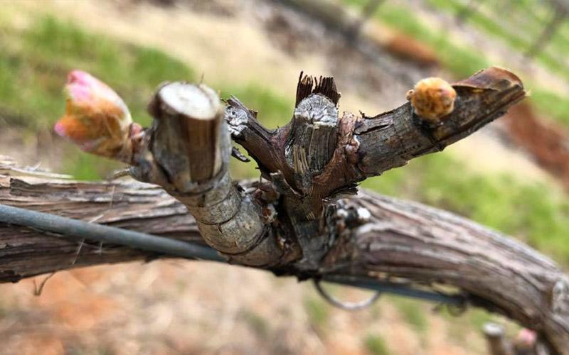 Springtime in the Vineyard