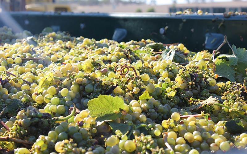 The Joys of Aged Riesling