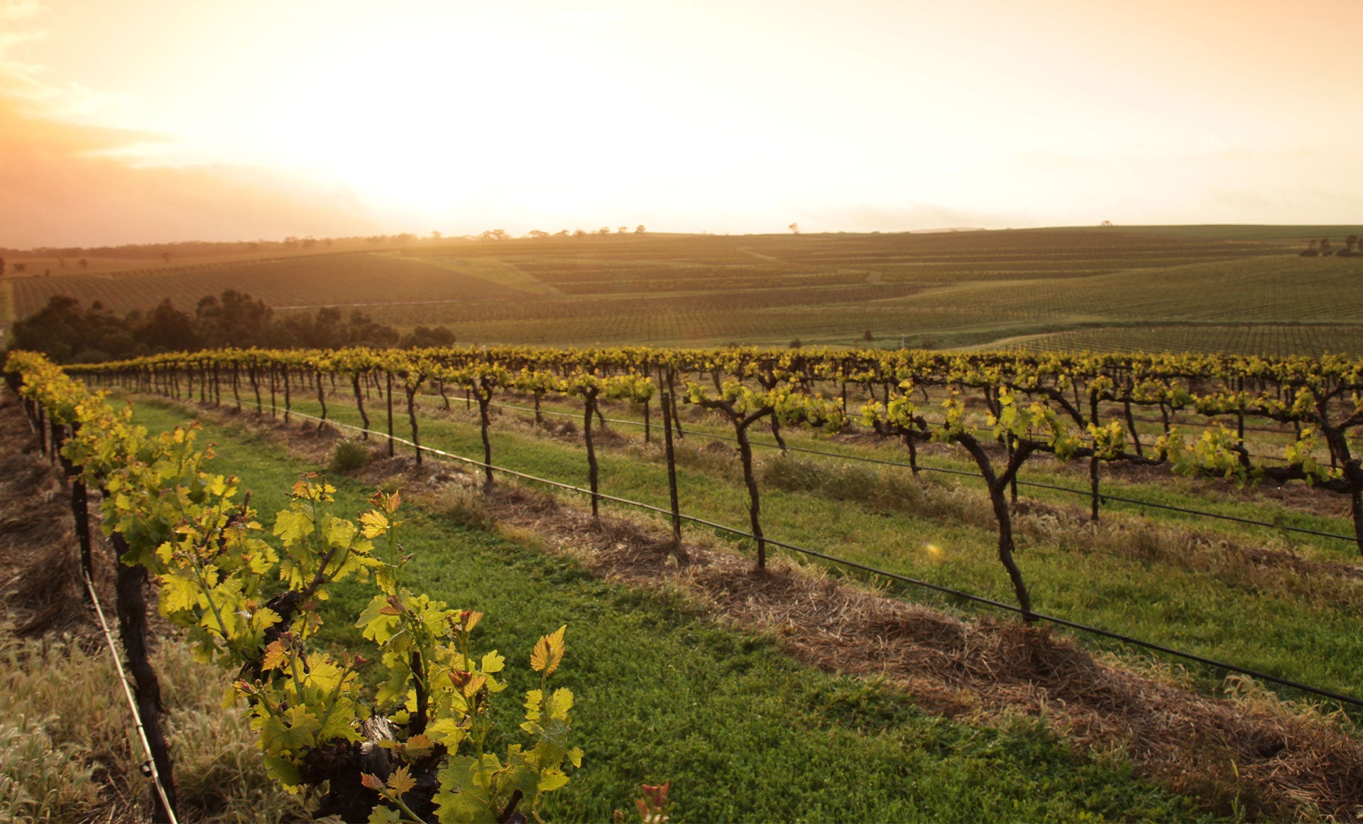 From Vine to Wine: Exploring a Grapevine's Journey Through the Seasons