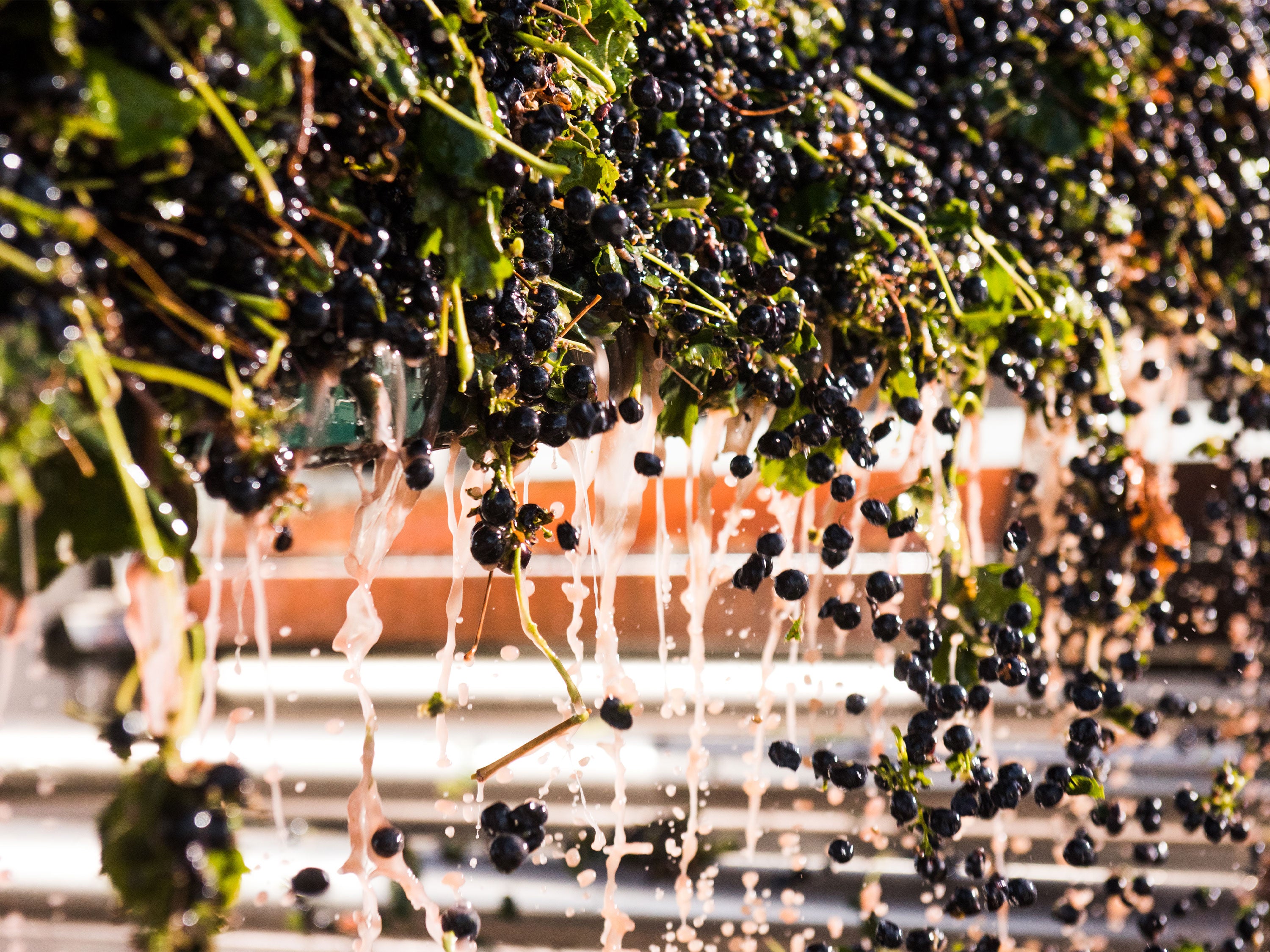 Toast to Vintage 2024: Insights from Taylors Vineyards