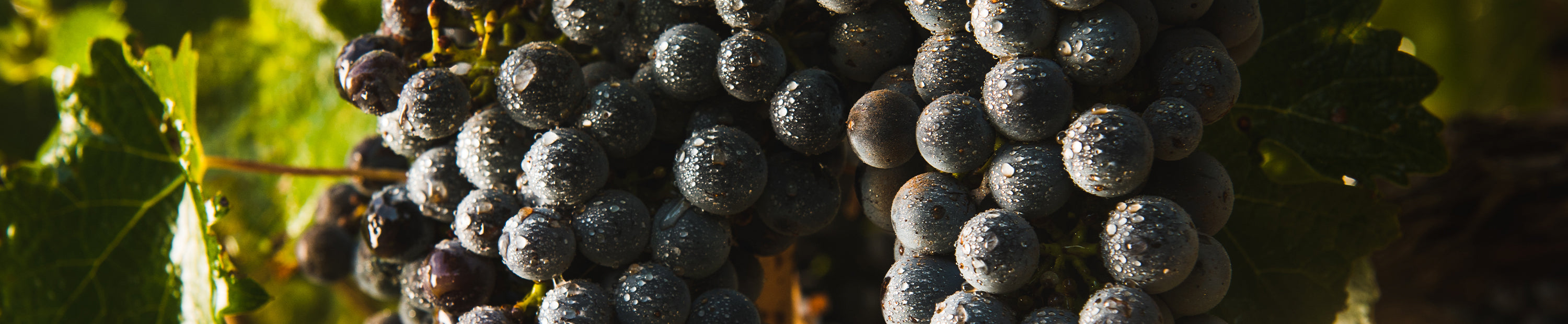 Tempranillo