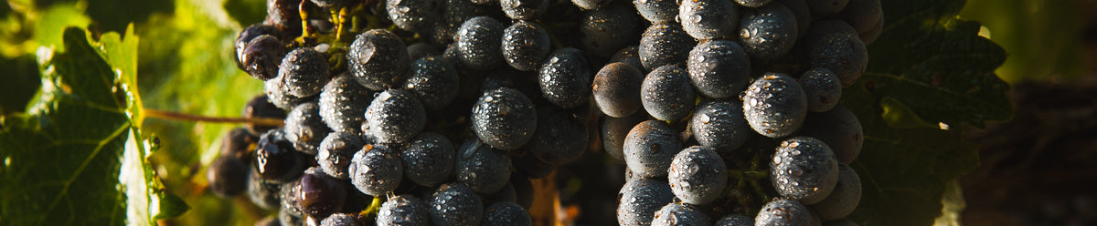 Tempranillo